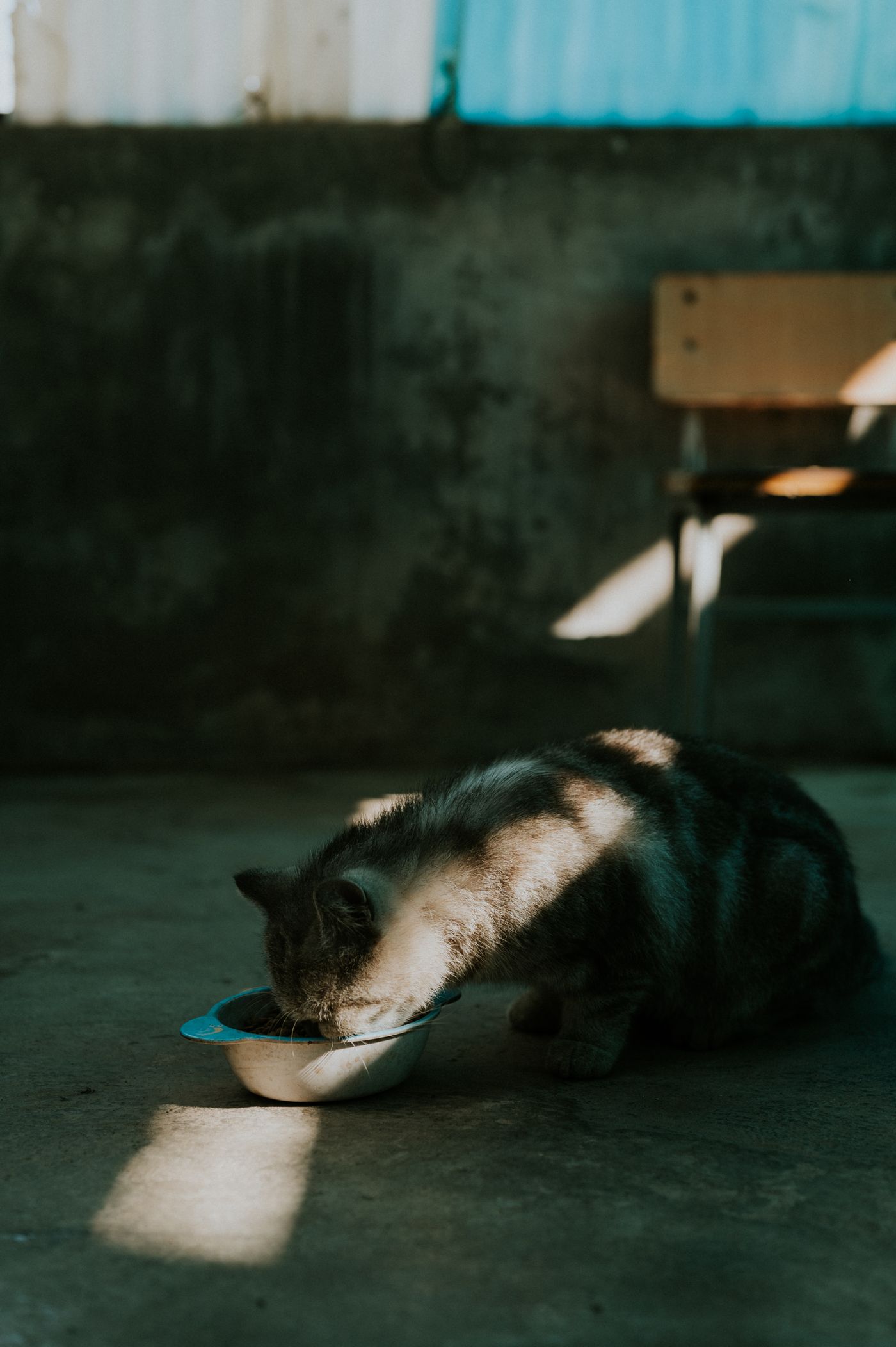 Cat eating from a bowl in a sunlit room