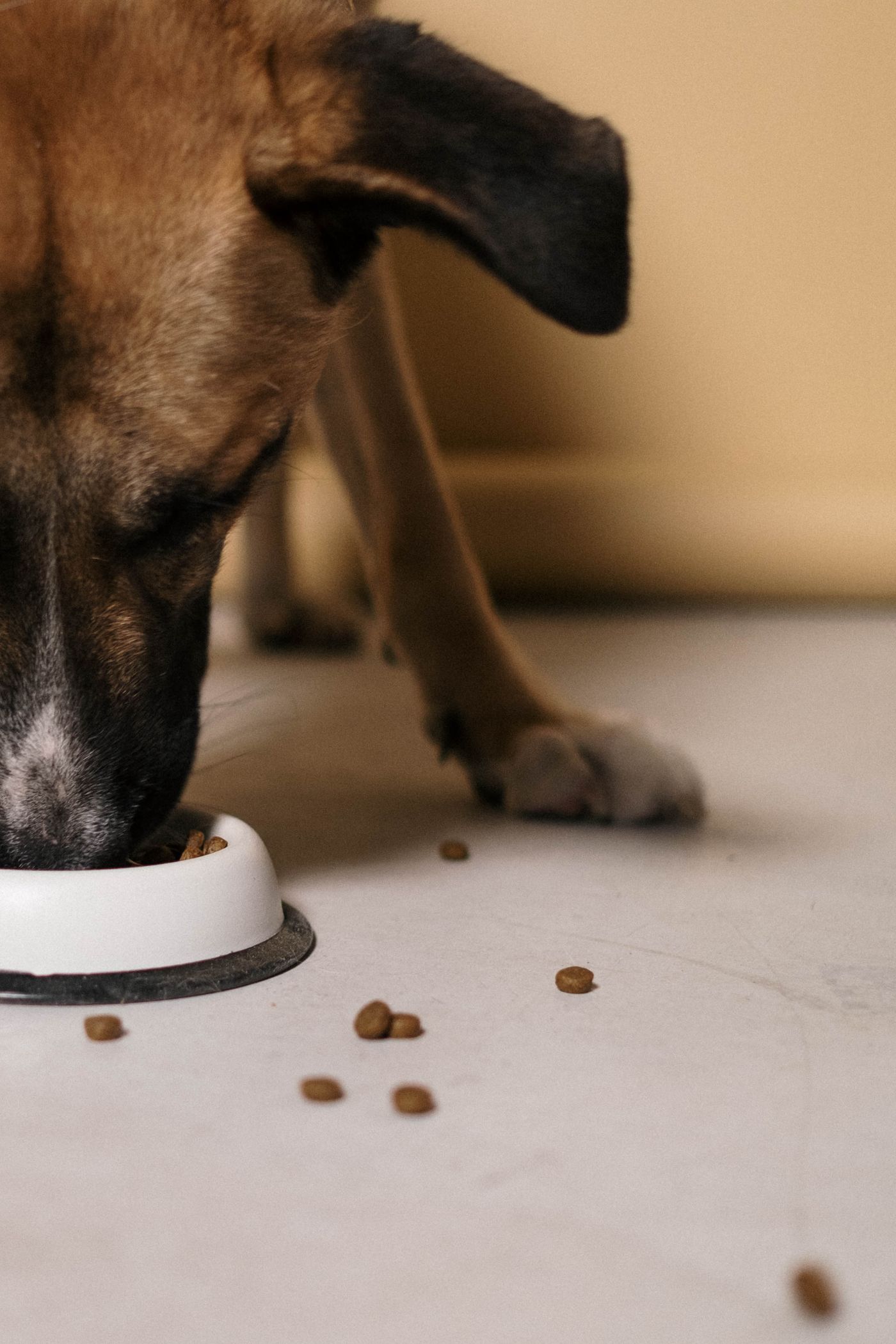Dog near a food bowl with kibble on the floor