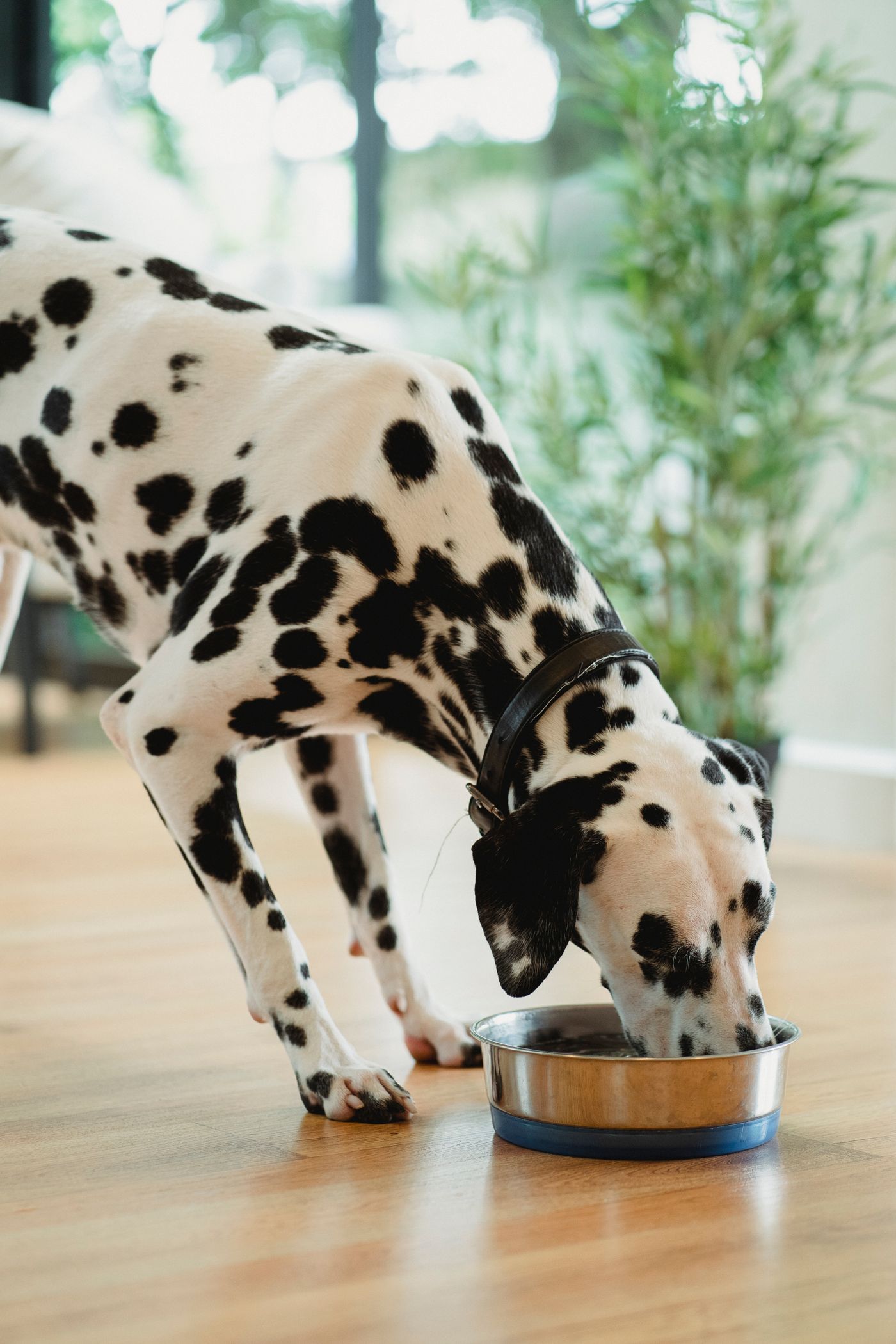 Dog eating from a bowl near a window
