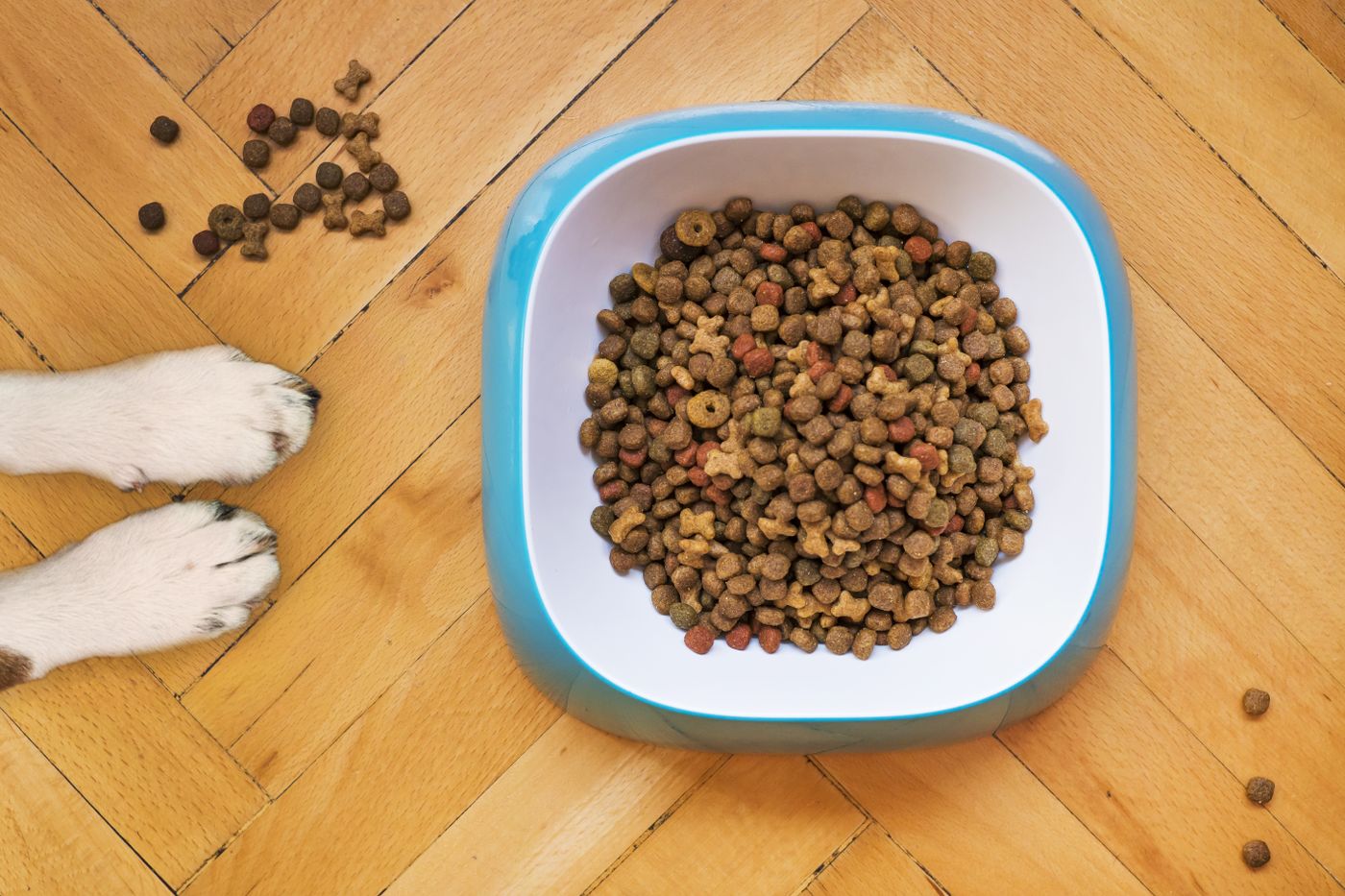 Dog paws beside a square bowl of kibble