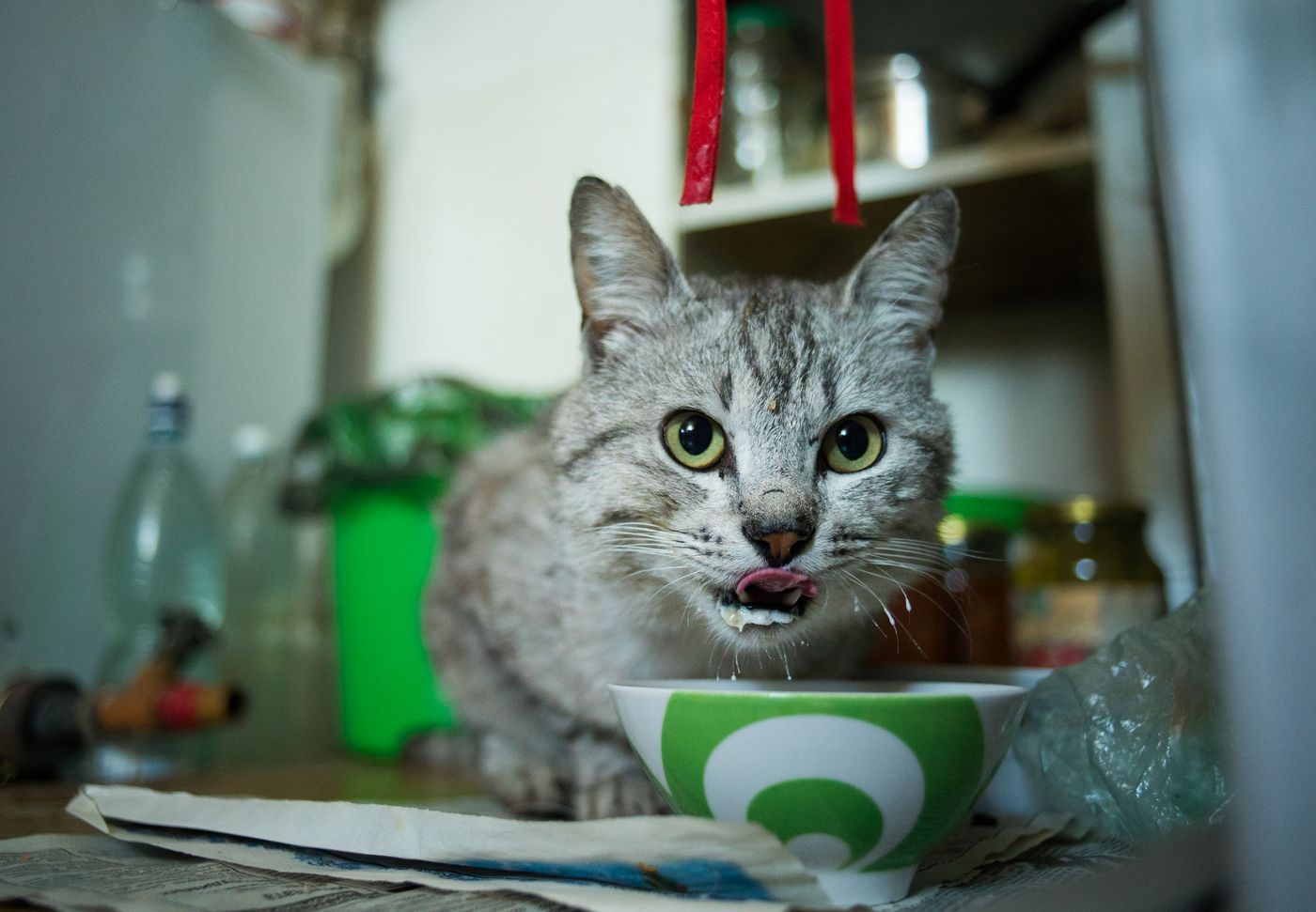 Gray cat eating from a ceramic bowl