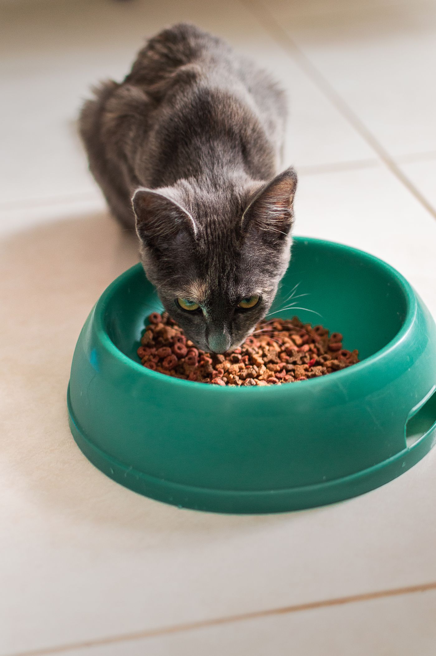 Gray cat eating from a green bowl