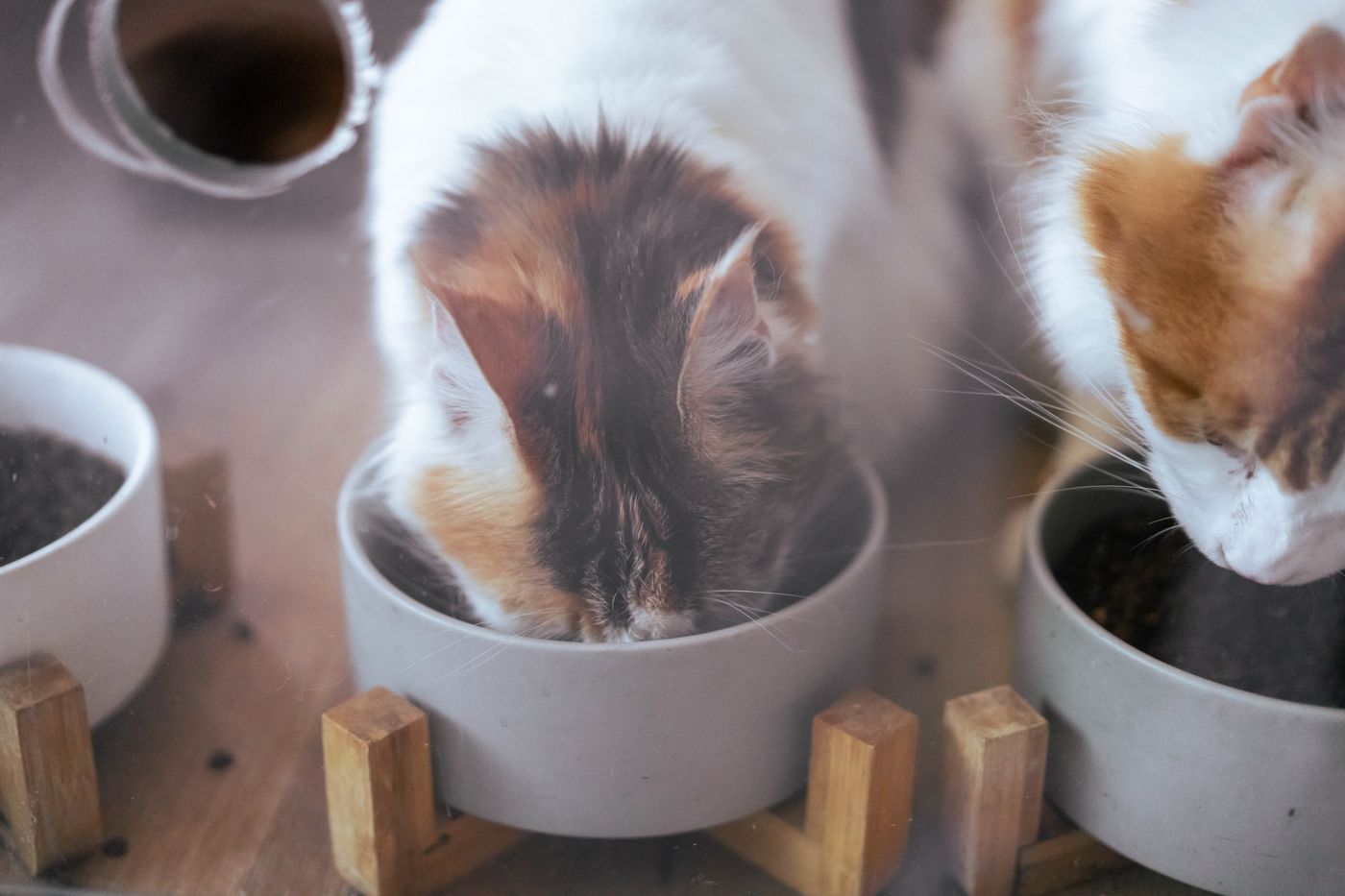 Kittens eating from separate bowls