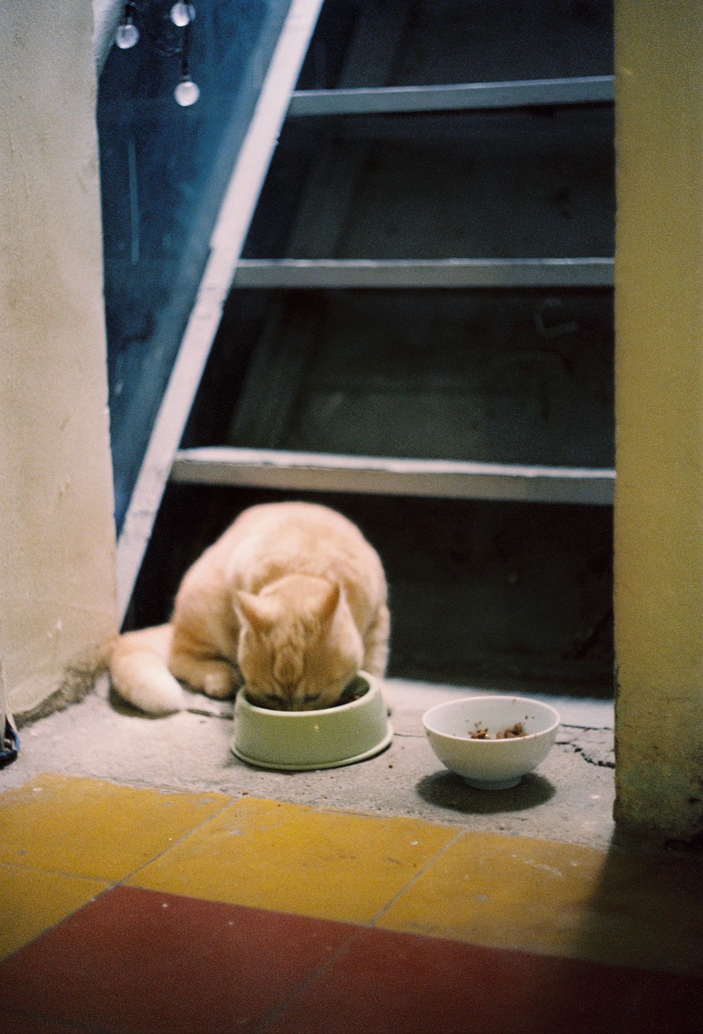 Orange cat eating from a bowl near stairs