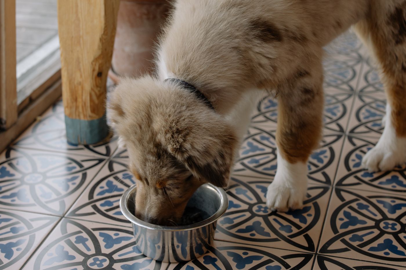 Puppy eating from a metal bowl indoors