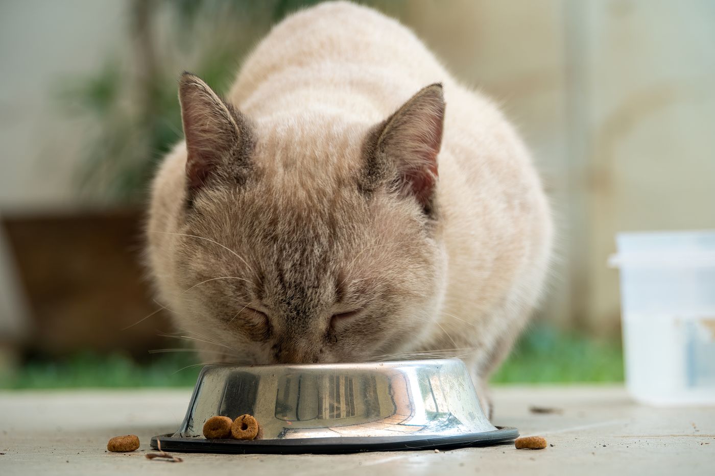 Cat eating from a metal bowl outdoors