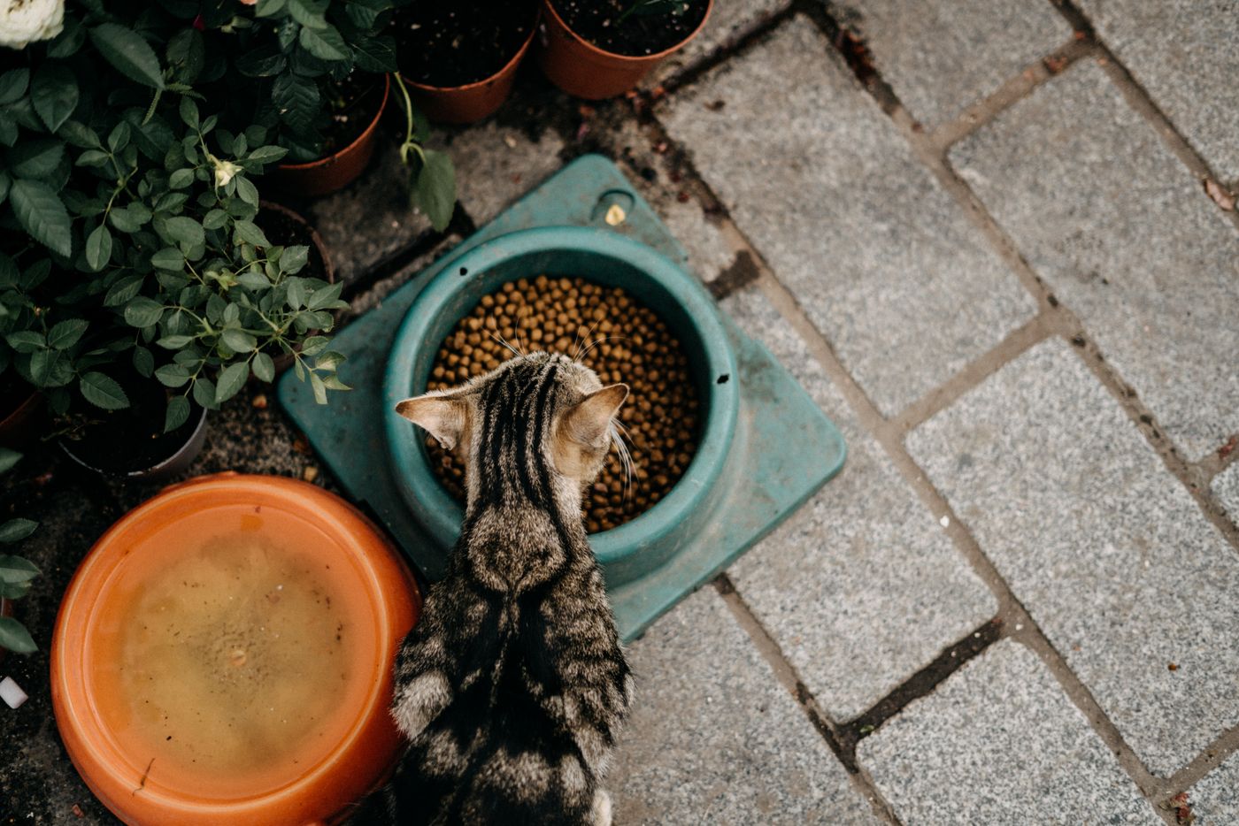 Tabby cat beside bowls of dry food
