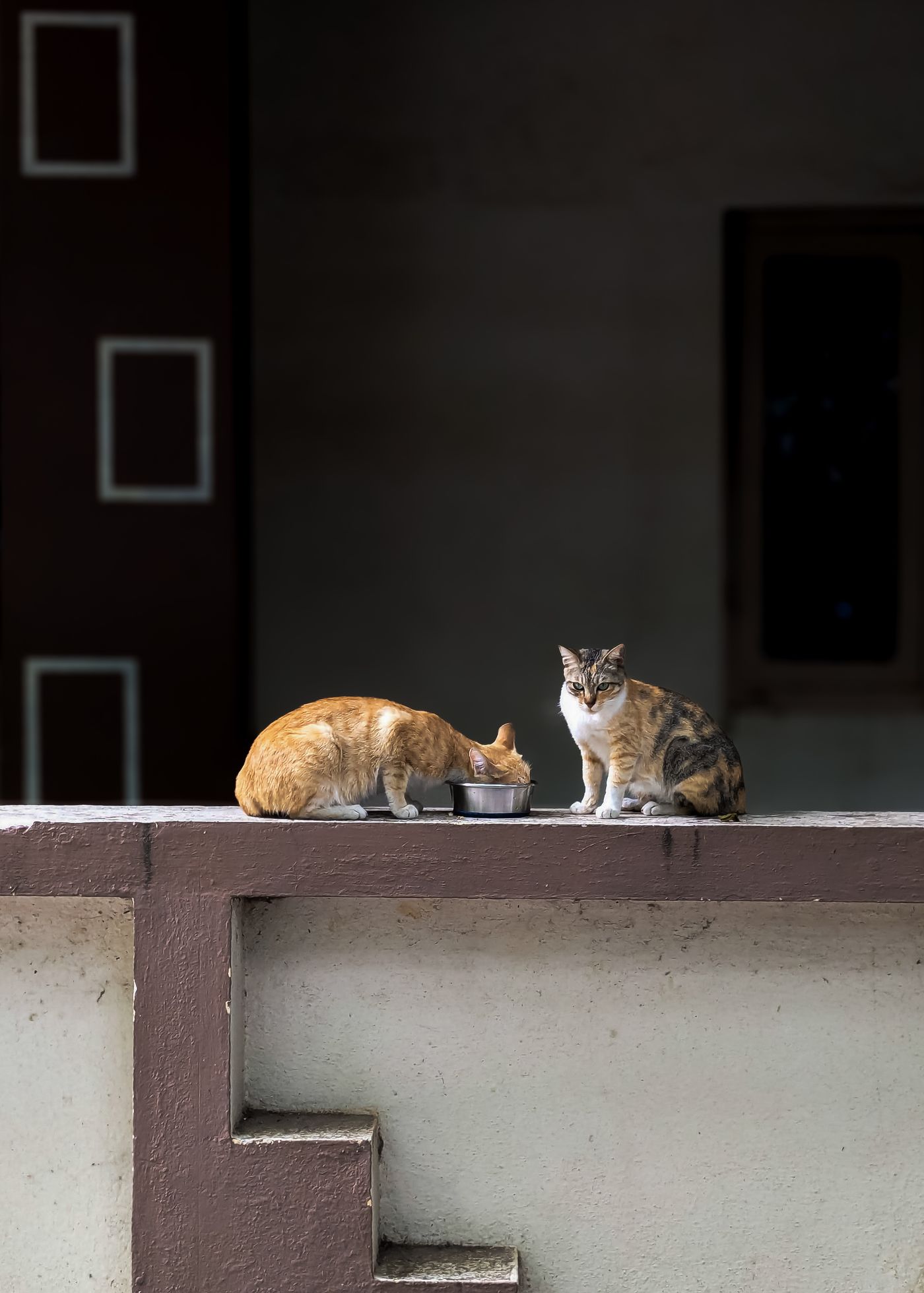Two cats near feeding bowls indoors