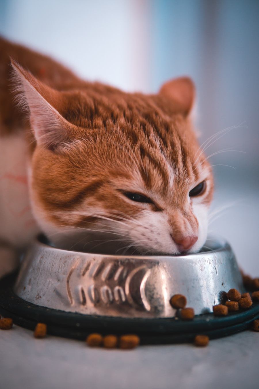 Cat eating dry food from a metal bowl