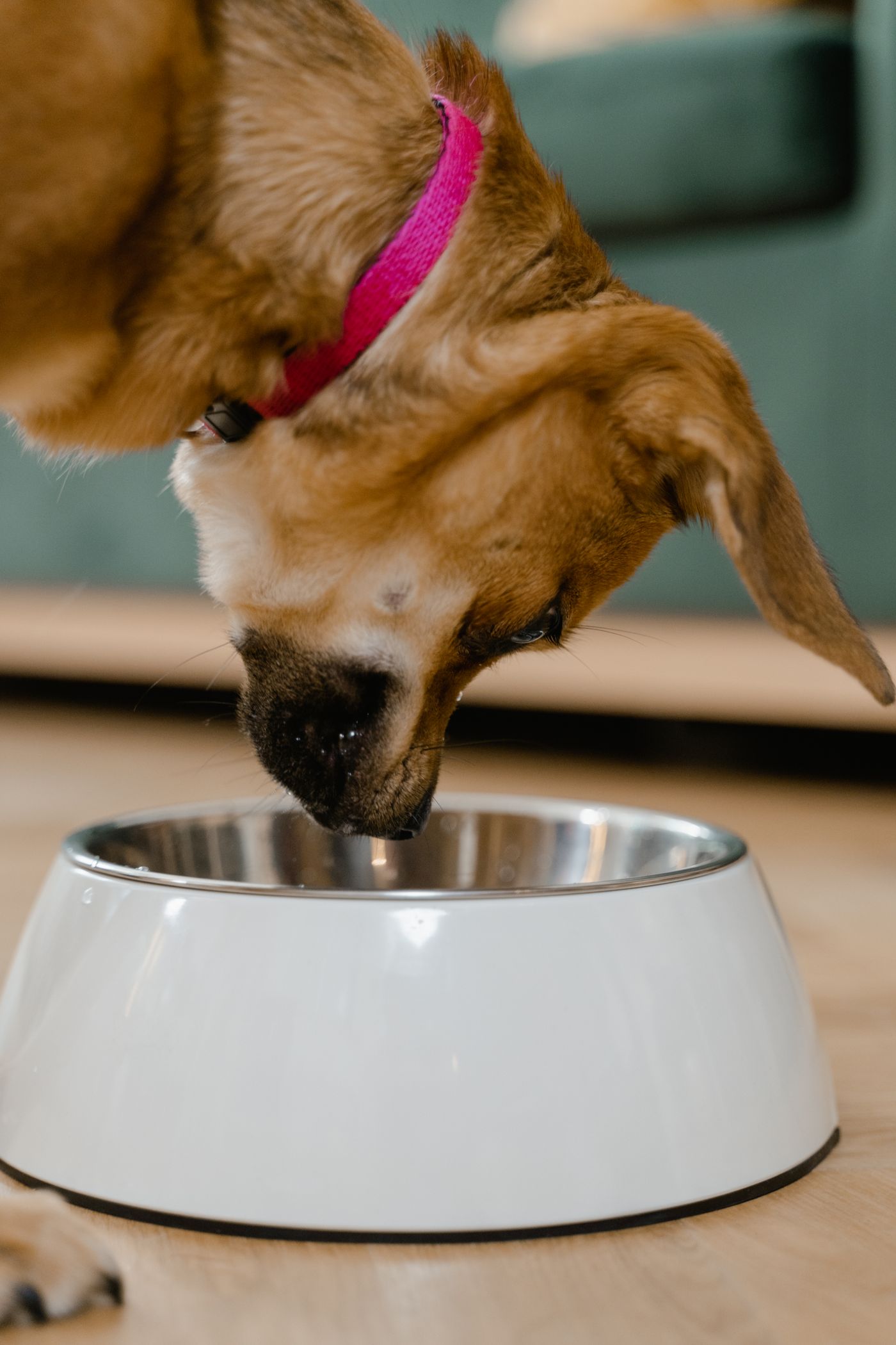 Dog lowering its head into a white food bowl