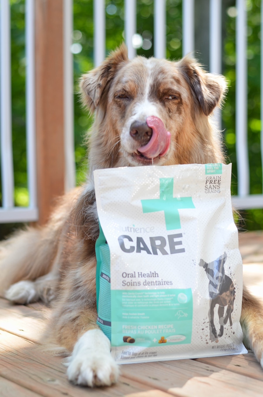Dog sitting beside a bag of dog food